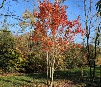 Acer rubrum 'October Glory' - Amerikaanse esdoorn - 1