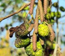 Alnus Glutinosa
