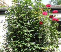 Hibiscus syriacus 'Oiseau Bleu' toepassing