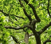 Quercus robur - Zomereik - 1