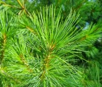 Pinus strobus - Weymouthden - 4