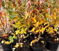 Vaccinium corymbosum 'Bluecrop' - Blauwe bes 'Bluecrop' - 1