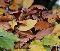 Fagus sylvatica - Groene beuk - herfstverkleuringen