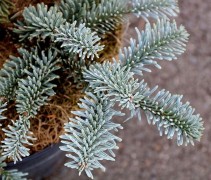 Abies procera 'Glauca' 