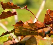 Blad Rode Beuk, tuinbonsai