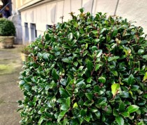 Ilex in bolvorm