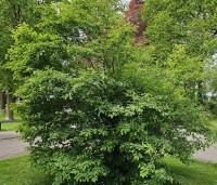 Amelanchier lamarckii - Krentenboompje - 1