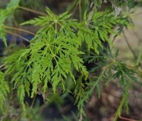 Acer palmatum 'Emerald Lace' - Japanse Esdoorn 'Emerald Lace' - 2