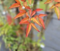 Nandina domestica - Hemelse bamboe - 1