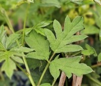 Rubus fruticosus 'Thornless Evergreen' - Doornloze braam 'Thornless Evergreen' - 1