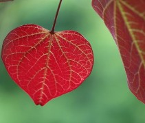 Cercis canadensis 'Ruby Falls'
