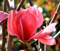 Magnolia 'Watermelon'