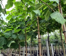 Paulownia Tomentosa