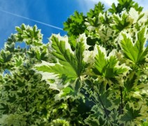 Acer platanoides 'Dummondii'