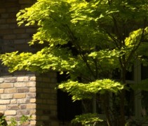 Acer shirasawanum 'Aureum'