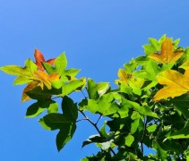 Liquidambar Formosa Ellen