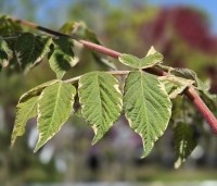 Aralia elata 'Variegata' - Aralia elata 'Variegata' - 1
