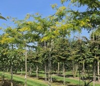 Gleditsia triacanthos 'Sunburst' - Valse christusdoorn - 2