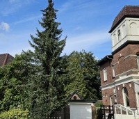 Picea omorika - Servische Spar - 1