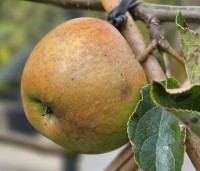 Malus dom. 'Jonagold' - Malus dom. 'Jonagold' - 1