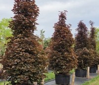 Acer plat. 'Crimson King' - Roodbladige Noorse Esdoorn 'Crimson King' - 2