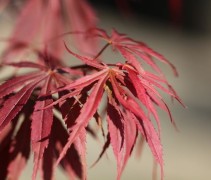 Acer palmatum 'Bloodgood'