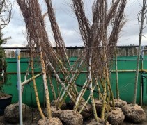 Betula pendula 350-400 cm 3 stam