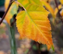 Acer Davidii