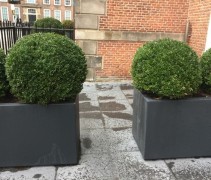 Buxus sempervirens