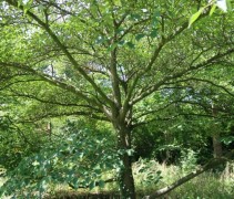 Cornus Kousa
