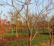 Davidia involucrata ofwel Vaantjesboom in het najaar zonder blad