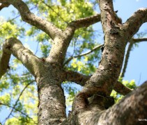 Zelkova serrata