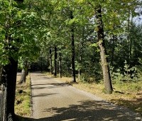 Quercus rubra - Amerikaanse eik - 2