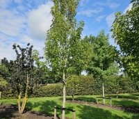 Liquidambar styraciflua 'Stared'  - Amberboom 'Stared' - 1