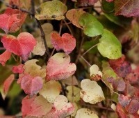 Parthenocissus tricuspidata 'Veitchii' - Wilde Wingerd Quickhedge - 9