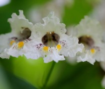Groot bloemige trompetboom witte bloemen