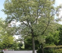 Bontbladige Amberboom Silver King met grote kroon