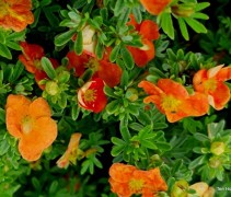 Potentilla fruticosa Red Ace
