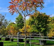 Rhus Typhina