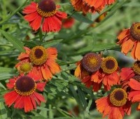 Helenium 'Moerheim Beauty' per kist a 24 st. - Zonnekruid - 1