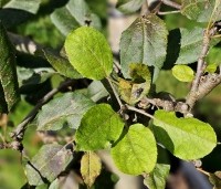 Malus dom. 'Discovery' - Malus 'Discovery' - 2