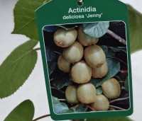 Actinidia deliciosa 'Jenny' - Kiwi zelfbestuivend Quickhedge - 2