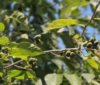 Alnus x spaethii 'Spaeth' - Els 'Spaeth' - 1