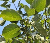 Alnus x spaethii 'Spaeth' - Els 'Spaeth' - 2