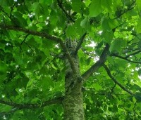 Liquidambar formosana var. monticola - Taiwanese amberboom - 1
