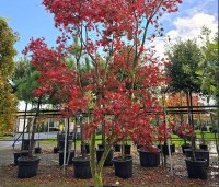 Acer palmatum 'Masu-kagami' - Japanse Esdoorn 'Masu-kagami' - 2