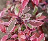 Cornus alba 'Sibirica Variegata' - Kornoelje 'Sibirica Variegata' - 2