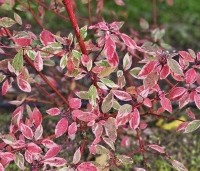 Cornus alba 'Sibirica Variegata' - Kornoelje 'Sibirica Variegata' - 3