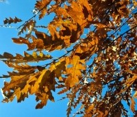 Quercus petraea - Wintereik - 1