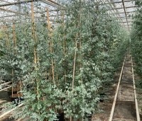 Eucalyptus gunnii - Gomboom -  c20 pot